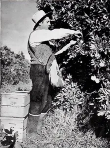 Mr G Goldman picks oranges on his farm from The Marcelle Marks Collection
